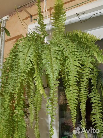 Папоротник, нефролепис Тигр