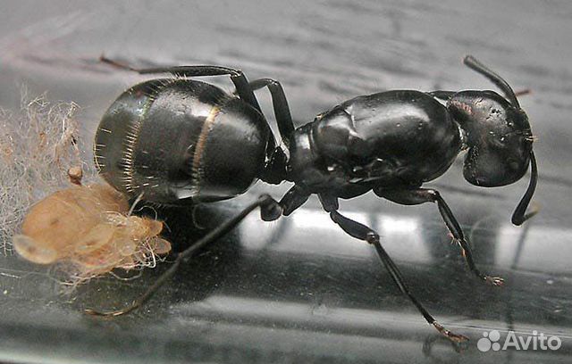 Camponotus vagus (чёрный муравей-древоточец)