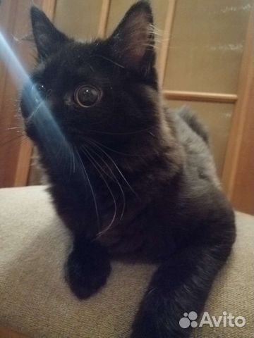 Чёрные котята ищут новый дом