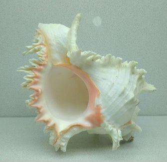 Мурекс ветвистый 26,3 - морская ракушка раковина