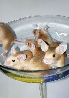 Сатиновые мышки