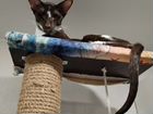 Ориентальный кот вязка объявление продам