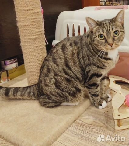 Кошка в дар