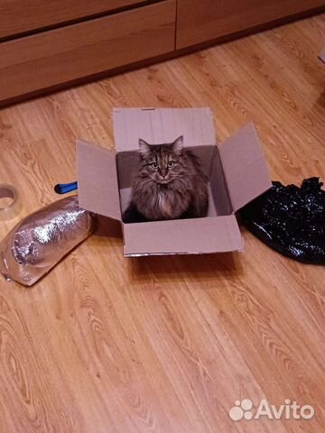 Кошечка в очень добрые руки