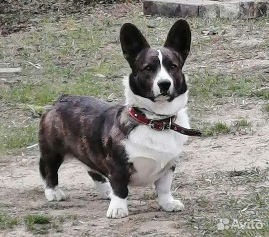 Вязка Вельш Корги Кардиган