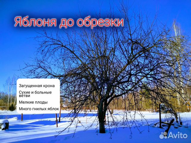 Обрезка сада (Агрономы плодоводы Тимирязевки)