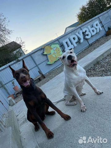 Зоогостиница/Передержка для собак/груминг