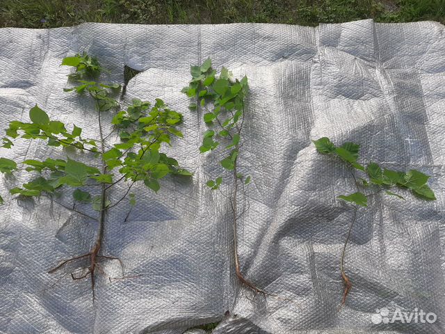 Саженцы Липа,Рябина,Дуб,Берёза