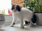 Британские вислоухие котята объявление продам