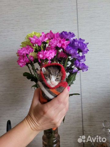 Котенок