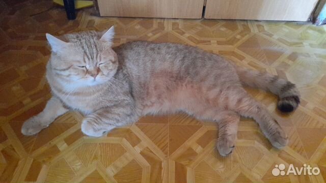 Шотландский кот черное золото вязка