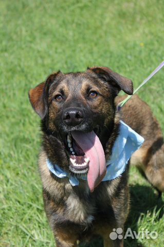 Молодой пёс будет отличным компаньоном