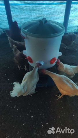 Автокормушки и авто поилки для кур