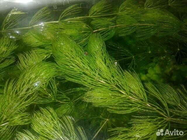 Роголистник