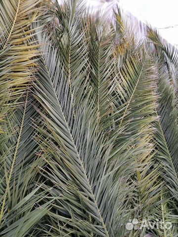 Листья пальмы Финиковая