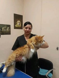 Стрижка собак и кошек