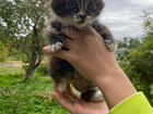 Сибирский котёнок в хорошие руки