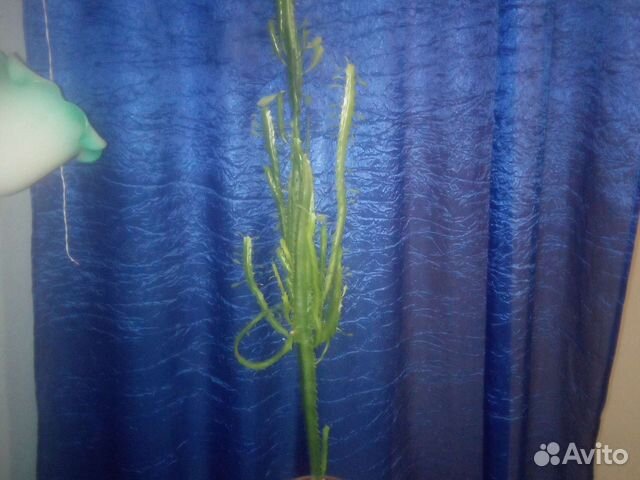 Кактус молочай