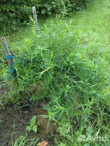 Тархун (Эстрагон ), флокс шиловидный