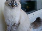 Невская маскарадная кошка вязка объявление продам