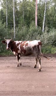 Коровы дойные молочные - фотография № 9
