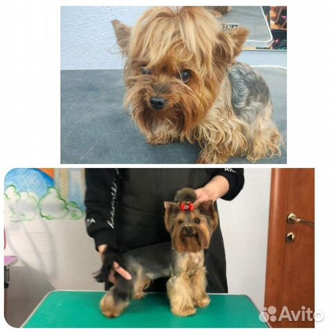 Стрижка собак \Груминг(возможен выезд)