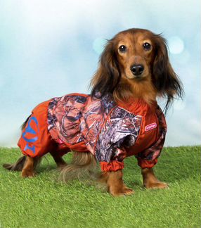 Комбенизон для таксы