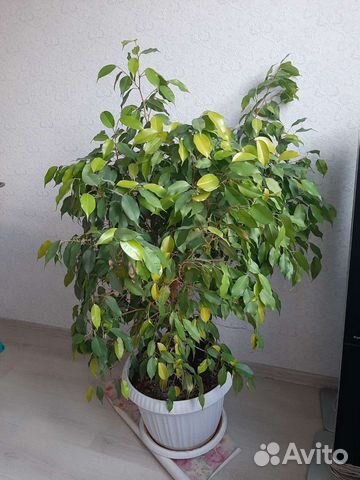 Фикус бенджамина 120см