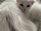Белая кошка объявление продам