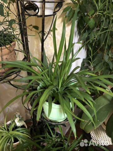 Хлорофитум