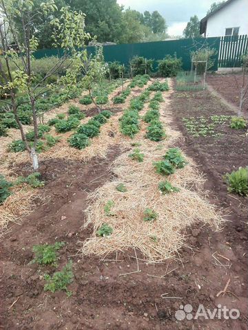 Сено луговое и Солома для подстилки животных