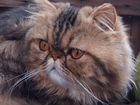 Персидский кот, вязка