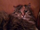 Сибирская трёхцветная пушистая кошка в дар объявление продам