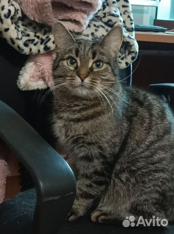 Нежная кошка со стервозным характером Моня. В дар