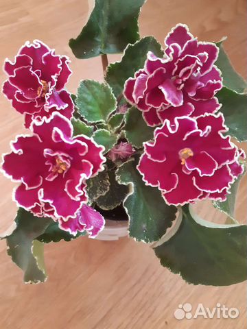 Фиалка детки и свежесрезанные черенки