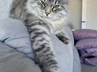 Сибирский кот вязка объявление продам
