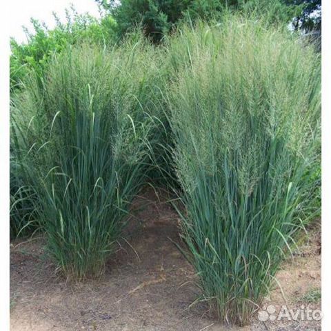 Просо прутьевидное Нортуинд