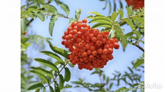 Саженцы Рябина, клена, липы обыкновеная