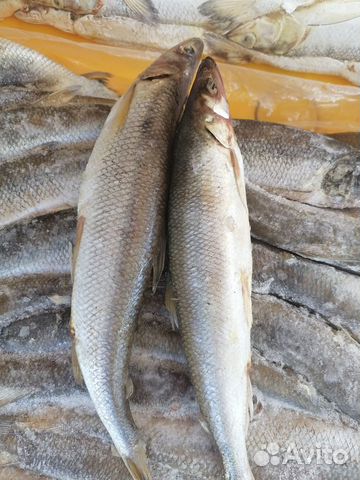 Рыба Корюшка Зубатка