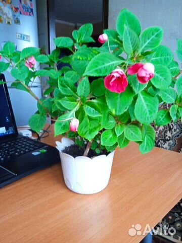 Бальзамин (Ванька мокрый)