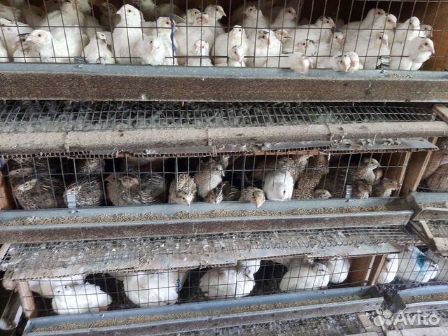 Перепелиное яйцо и перепелята