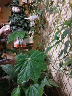 Монстера, бегония и др. комнатные цветы