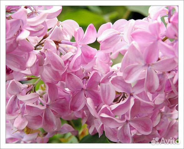 Сирень,айва, малина, ежемалина, орешник