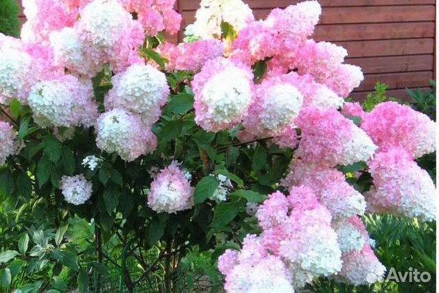 Кустарники декоративные