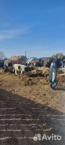 Навоз конский коровьи