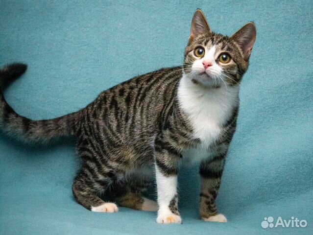 Молоденькая кошечка Бонни, ласковая и умненькая