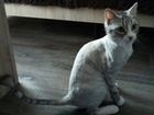 Стрижка кошек и котов объявление продам