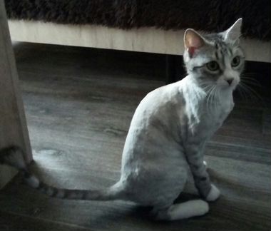 Стрижка кошек и котов