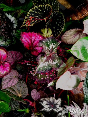 Бегонии Наличие