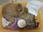 Кролик в заботливую семью объявление продам